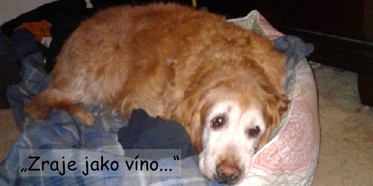 Starší fenka už nemůže vyskočit na postel, a tak vymyslela skvělé řešení, spí s páníčkovou košilí