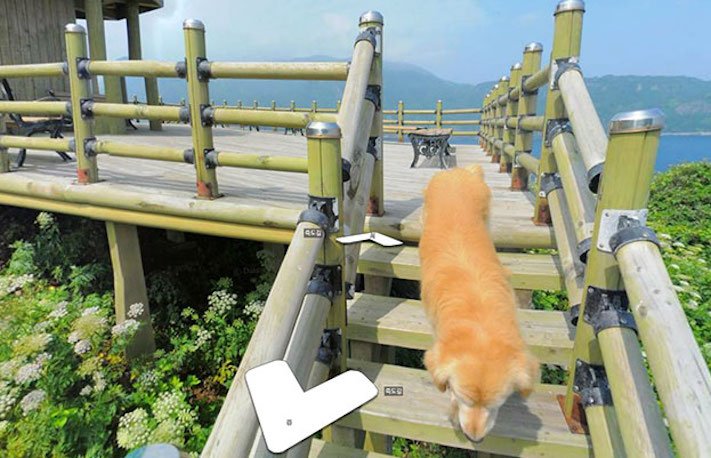 google obrázky pes zlatý retrívr na ve mapě street view obrázky se psy psů retrívrem4