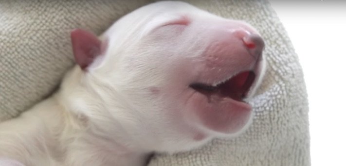 císařský řez u psa porod u fena fena rodí štěňata video císařského řezu dokument o narození štěňat4