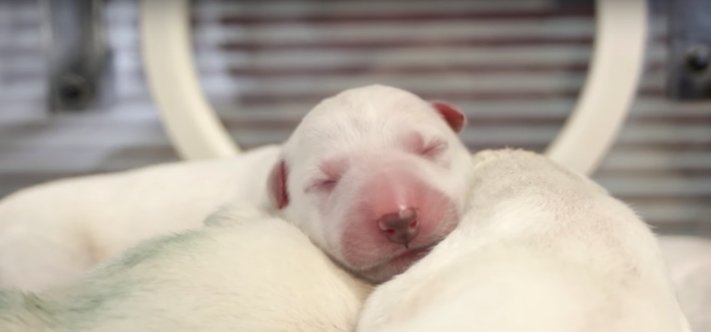 císařský řez u psa porod u fena fena rodí štěňata video císařského řezu dokument o narození štěňat5