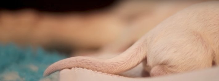 císařský řez u psa porod u fena fena rodí štěňata video císařského řezu dokument o narození štěňat6