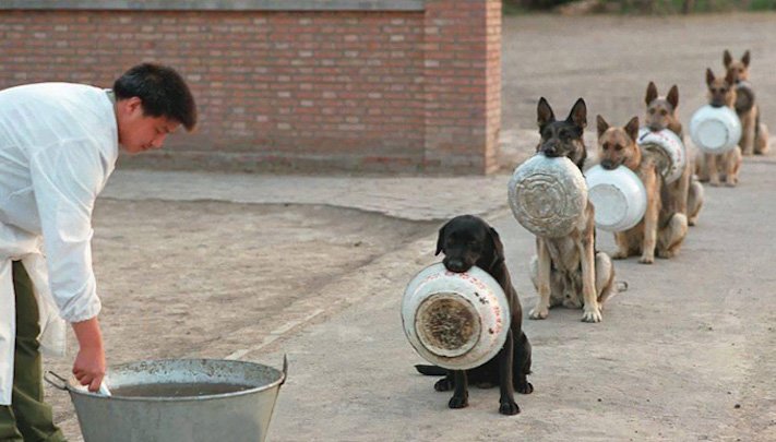 policejní psi v číně čína a psi pes čeká na jídlo krmivo krmení psa1