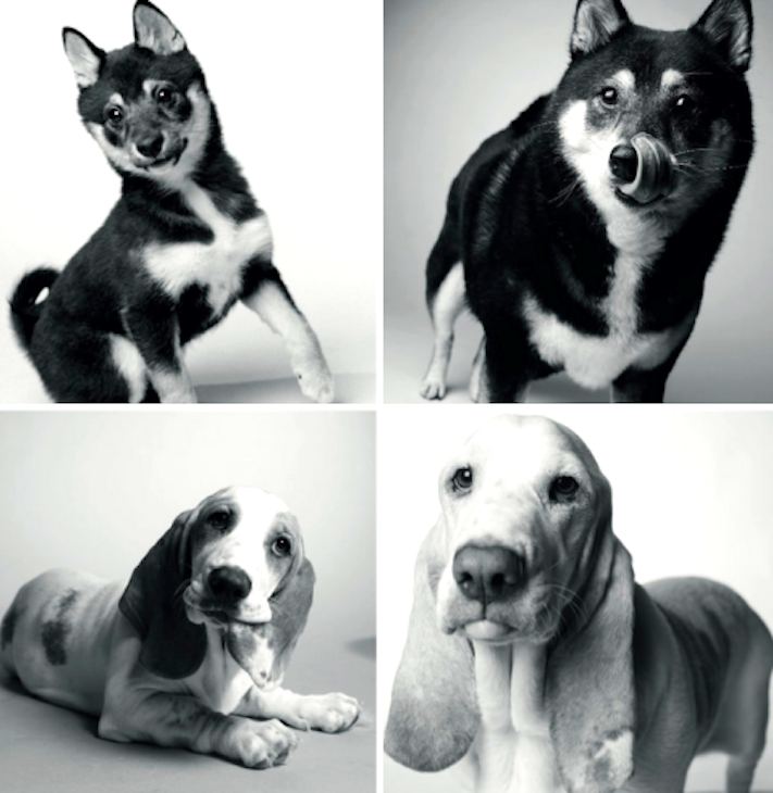 dospívání psů fotografie obrázky fotky od štěněte po stáří psa důchodce6