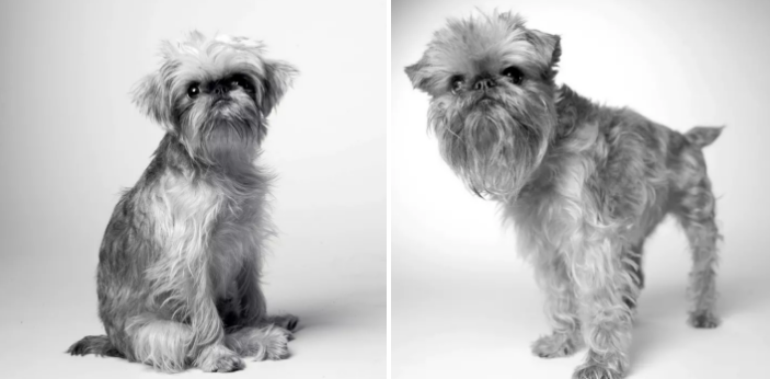 dospívání psů fotografie obrázky fotky od štěněte po stáří psa důchodce7