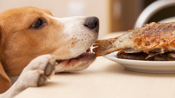 psi pes kradou krade jídlo krmivo vtipné zábavné obrázky psů3