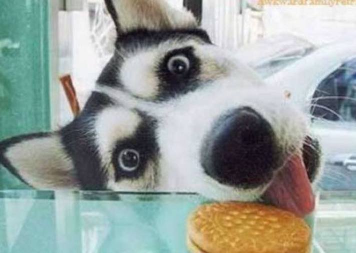 psi pes kradou krade jídlo krmivo vtipné zábavné obrázky psů4