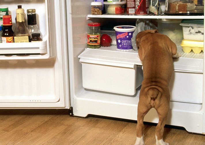 psi pes kradou krade jídlo krmivo vtipné zábavné obrázky psů8