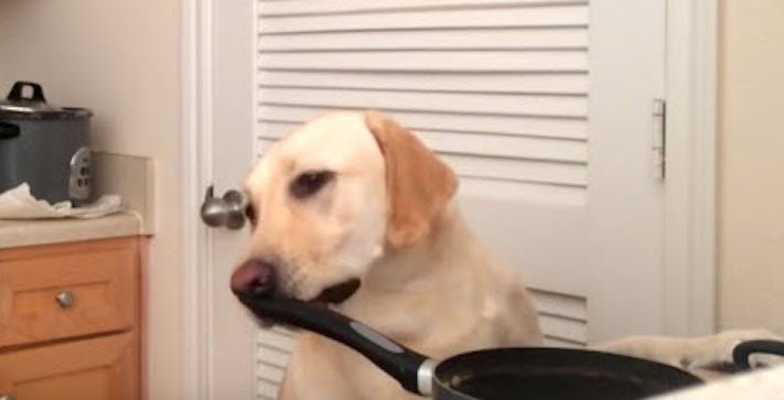 psi pes kradou krade jídlo krmivo vtipné zábavné obrázky psů10