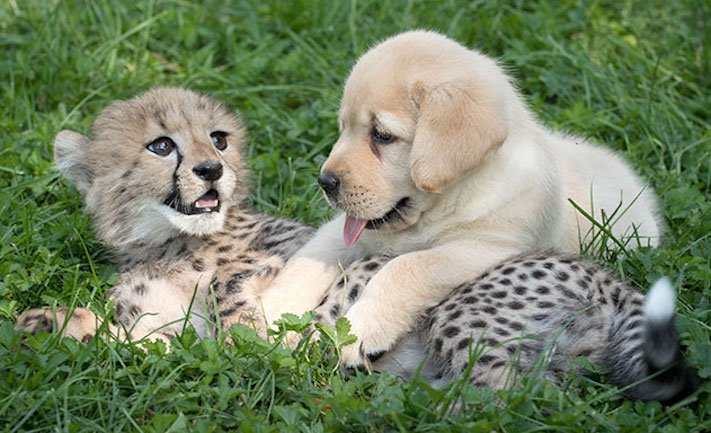 psi a gepardi dokument video pes s gepardem pomáhá gepardům přežít1