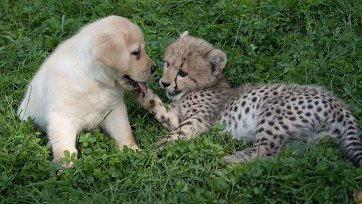 psi a gepardi dokument video pes s gepardem pomáhá gepardům přežít4
