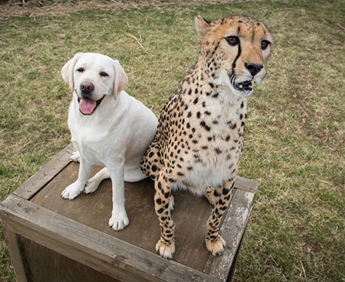 psi a gepardi dokument video pes s gepardem pomáhá gepardům přežít6