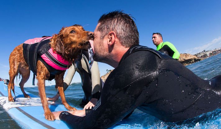 pes surfuje v moři na vodě surf surfující pes na prkně asistenční služební psi pomoc postiženým lidem s handicapem 5