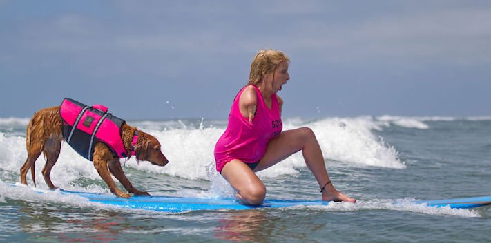 pes surfuje v moři na vodě surf surfující pes na prkně asistenční služební psi pomoc postiženým lidem s handicapem 6