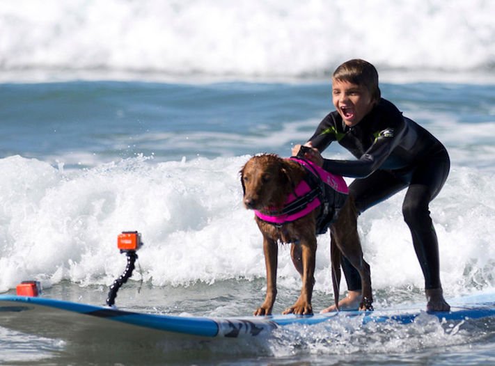 pes surfuje v moři na vodě surf surfující pes na prkně asistenční služební psi pomoc postiženým lidem s handicapem 11