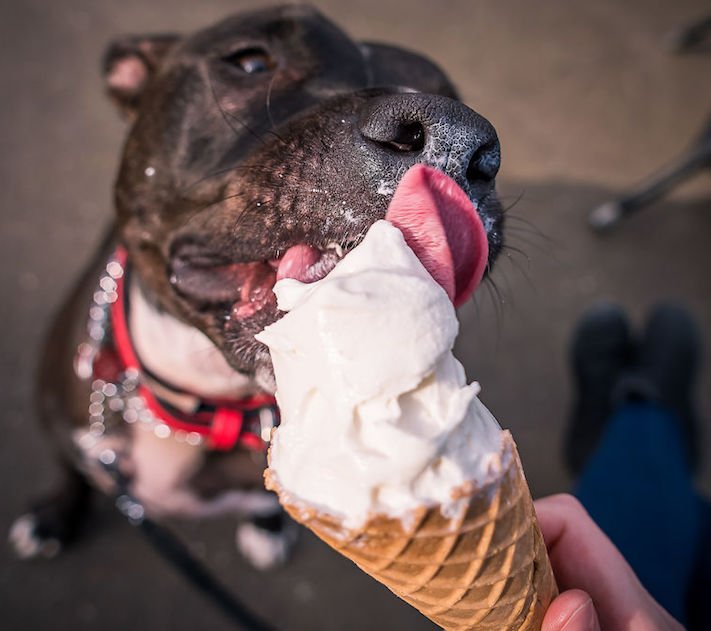 zmrzlina a pes může nesmí žrát jíst zmrzlinu zakázané potraviny jídlo pro psy psa 1