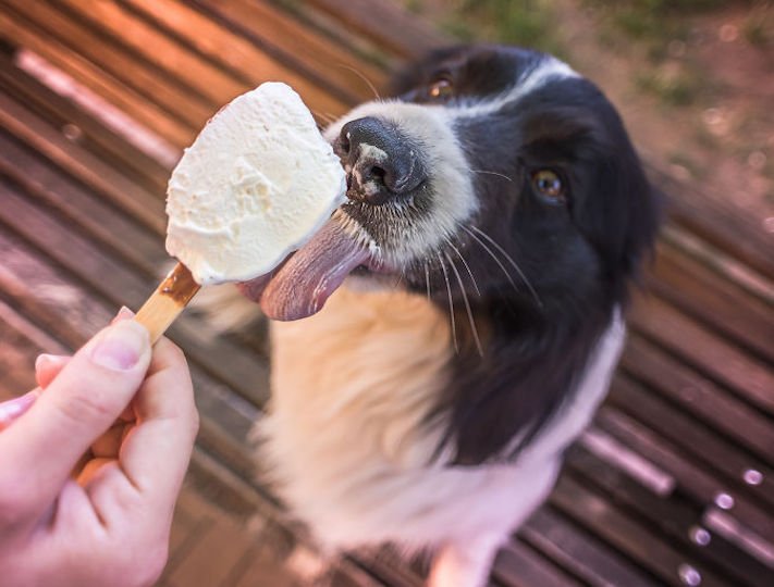 zmrzlina a pes může nesmí žrát jíst zmrzlinu zakázané potraviny jídlo pro psy psa 2