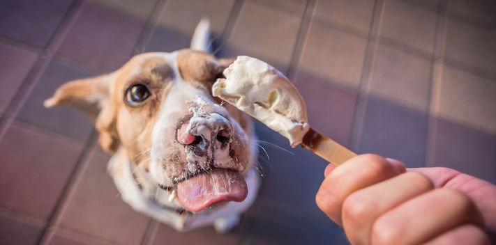 zmrzlina a pes může nesmí žrát jíst zmrzlinu zakázané potraviny jídlo pro psy psa 3