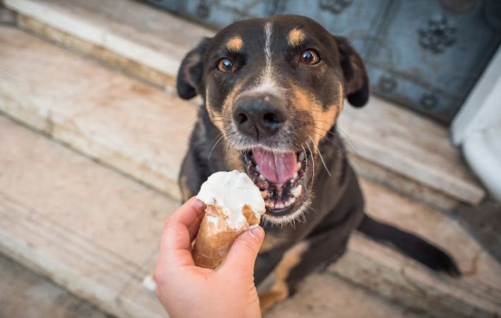 zmrzlina a pes může nesmí žrát jíst zmrzlinu zakázané potraviny jídlo pro psy psa 4