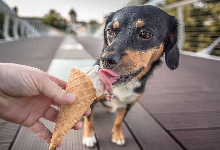 zmrzlina a pes může nesmí žrát jíst zmrzlinu zakázané potraviny jídlo pro psy psa 5