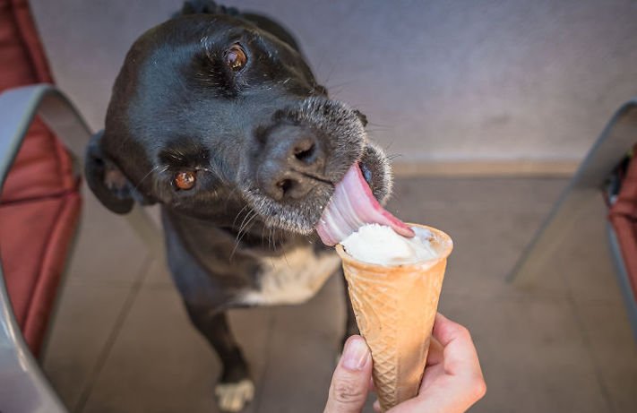 zmrzlina a pes může nesmí žrát jíst zmrzlinu zakázané potraviny jídlo pro psy psa 7