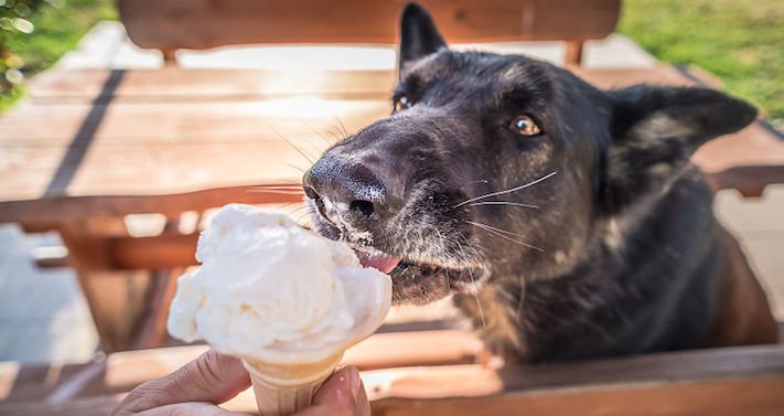 zmrzlina a pes může nesmí žrát jíst zmrzlinu zakázané potraviny jídlo pro psy psa 8