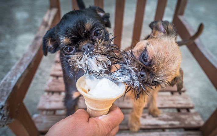 zmrzlina a pes může nesmí žrát jíst zmrzlinu zakázané potraviny jídlo pro psy psa 10