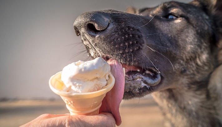 zmrzlina a pes může nesmí žrát jíst zmrzlinu zakázané potraviny jídlo pro psy psa 11