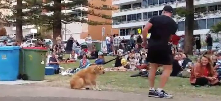 zlatý retrívr pes hraje mrtvého video chce zůstat v parku se psy 1