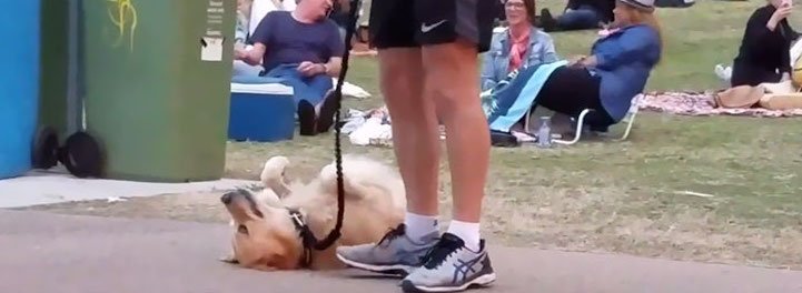 zlatý retrívr pes hraje mrtvého video chce zůstat v parku se psy 2