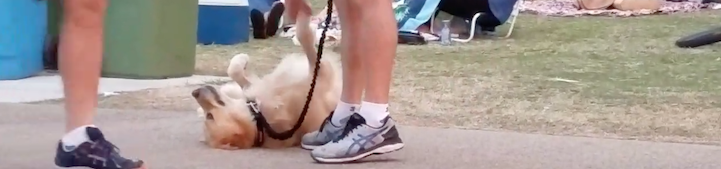 zlatý retrívr pes hraje mrtvého video chce zůstat v parku se psy 3