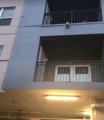 pes skáče z bálkónu pes sám na balkóně video 1