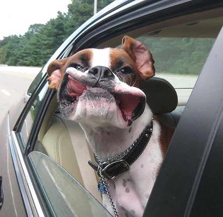 pes miluje nesnáší jízdu autem k veterináři pes do auta vtipná zábavná obrázky videa 6