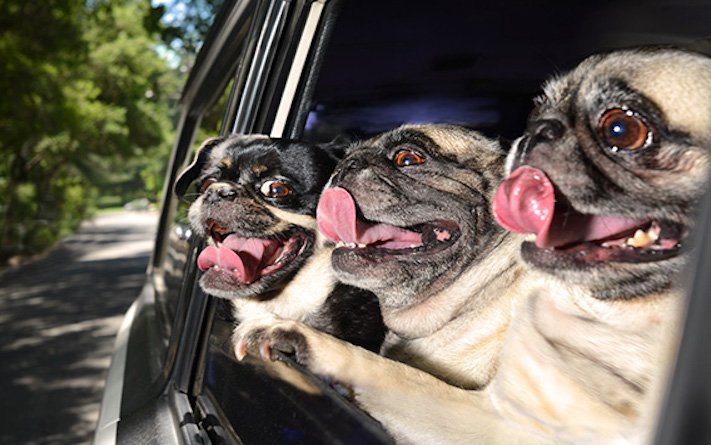pes miluje nesnáší jízdu autem k veterináři pes do auta vtipná zábavná obrázky videa 6