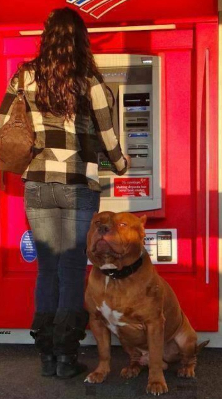 psí ochrana, u bankomatu, bankomat, výběr hotovosti, vtipné obrázky se psy 1