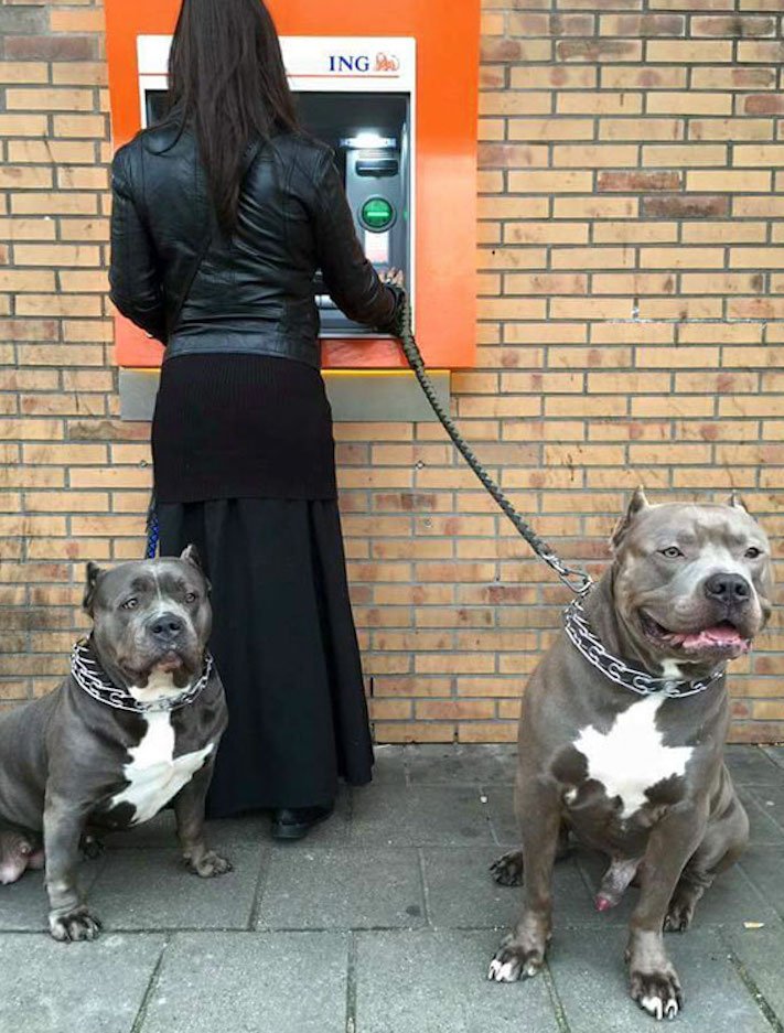 psí ochrana, u bankomatu, bankomat, výběr hotovosti, vtipné obrázky se psy 3