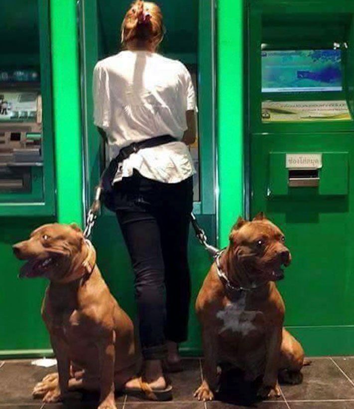 psí ochrana, u bankomatu, bankomat, výběr hotovosti, vtipné obrázky se psy 4