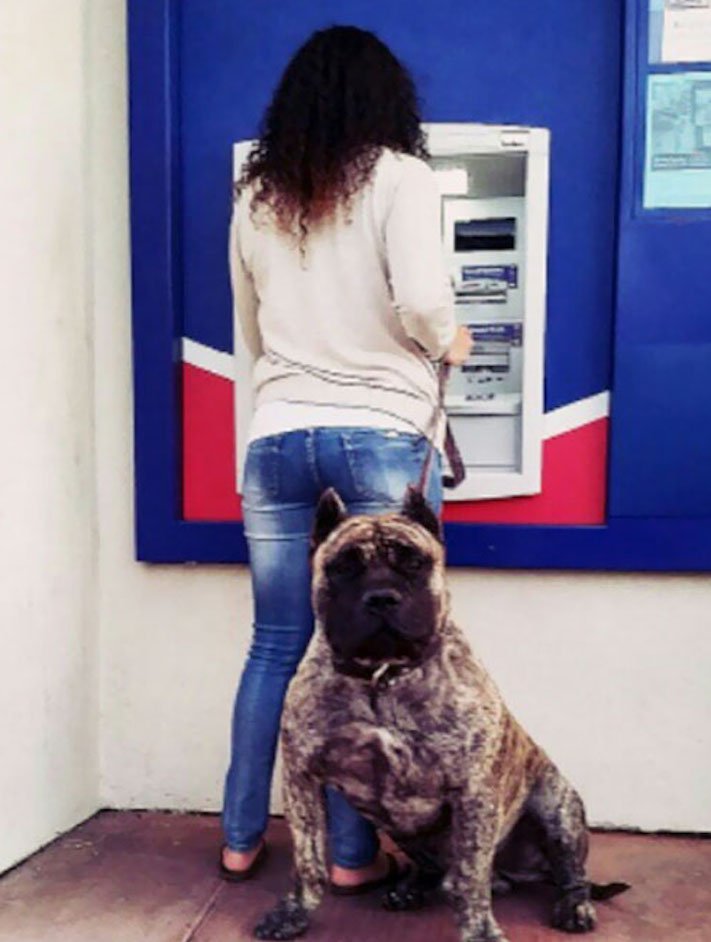 psí ochrana, u bankomatu, bankomat, výběr hotovosti, vtipné obrázky se psy 6
