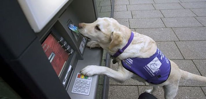 psí ochrana, u bankomatu, bankomat, výběr hotovosti, vtipné obrázky se psy 8