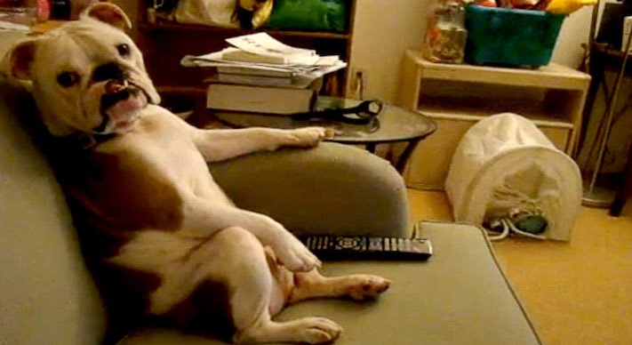 pes versus tv televize psi sledují televizi proč se pes kouká na televizi 2