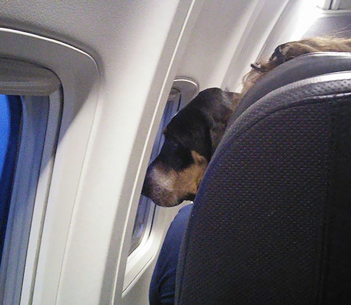 pes, v letadle, letadlo, pes, do letadla, cestování, se psem, zvířata, v letadle, cestovní společnosti, obrázky, psů 4