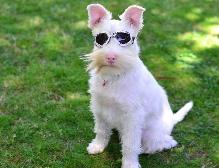 pes, albín, albinismus, ochrana, před světlem, před sluncem, UV záření, ultrafialové, záření, brýle, sluneční, zdravotní, brýle pro psa 8