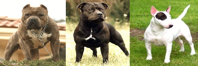 Pitbul se nenechal odbýt, zachránil celou rodinu