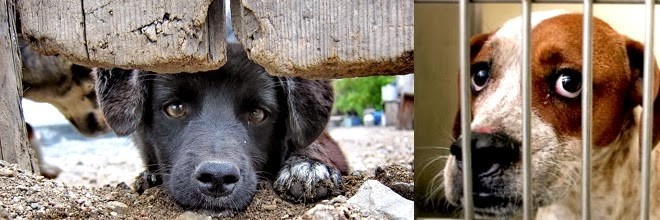 Za osvobození psa skončil ve vězení