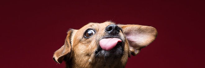 13 úžasných fotografií psů, kteří ochutnali burákové máslo