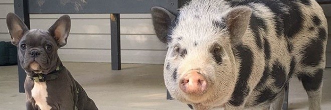 Zachráněné prasátko se ujalo francouzského buldočka, nyní jsou nerozdělitelní
