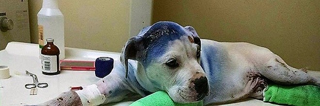 Zachráněný pes chlácholí svého zraněného kamaráda, který si také prošel peklem