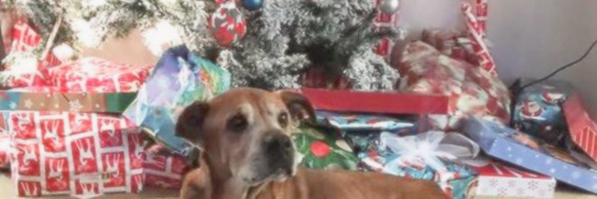 Mladý pár před Vánoci navštívil útulek, aby daroval drobný příspěvek, ale nakonec adoptoval 17ti letého psa