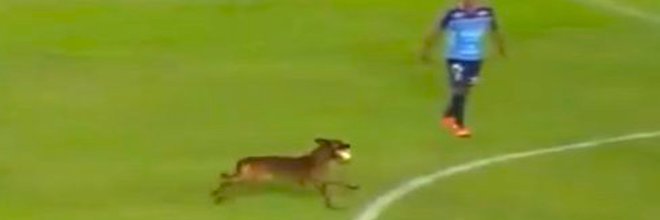 Policejního psa už nebavilo sledovat fotbal z pozice diváka…