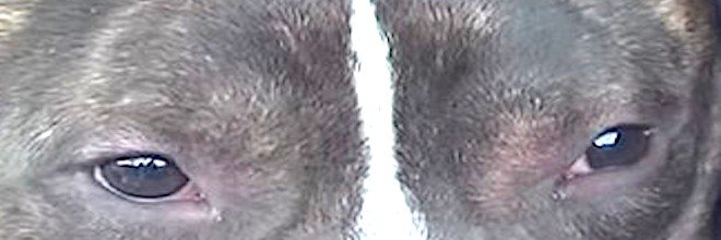 Záchrana pitbula, který jen hledal lásku a porozumění...