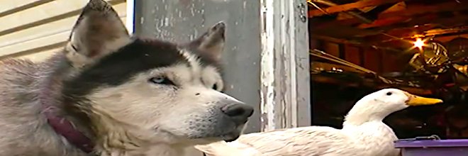 Tohle neobvyklé přátelství huskyho a kachny nám zlepšilo den